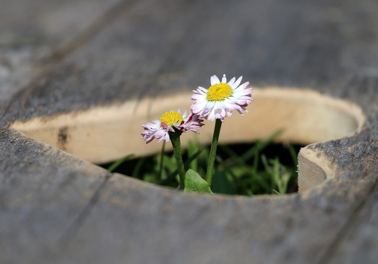 heart flowers daisy free photo