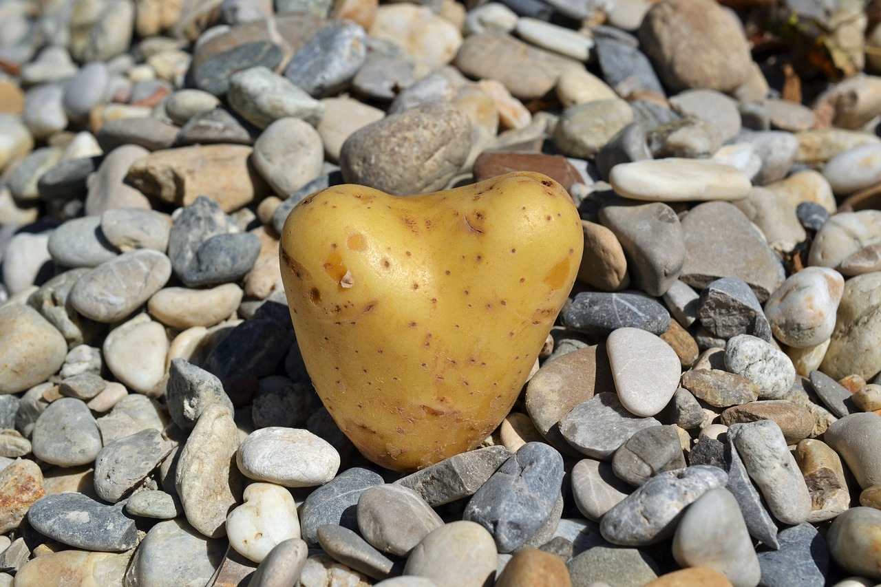 heart potato love free photo