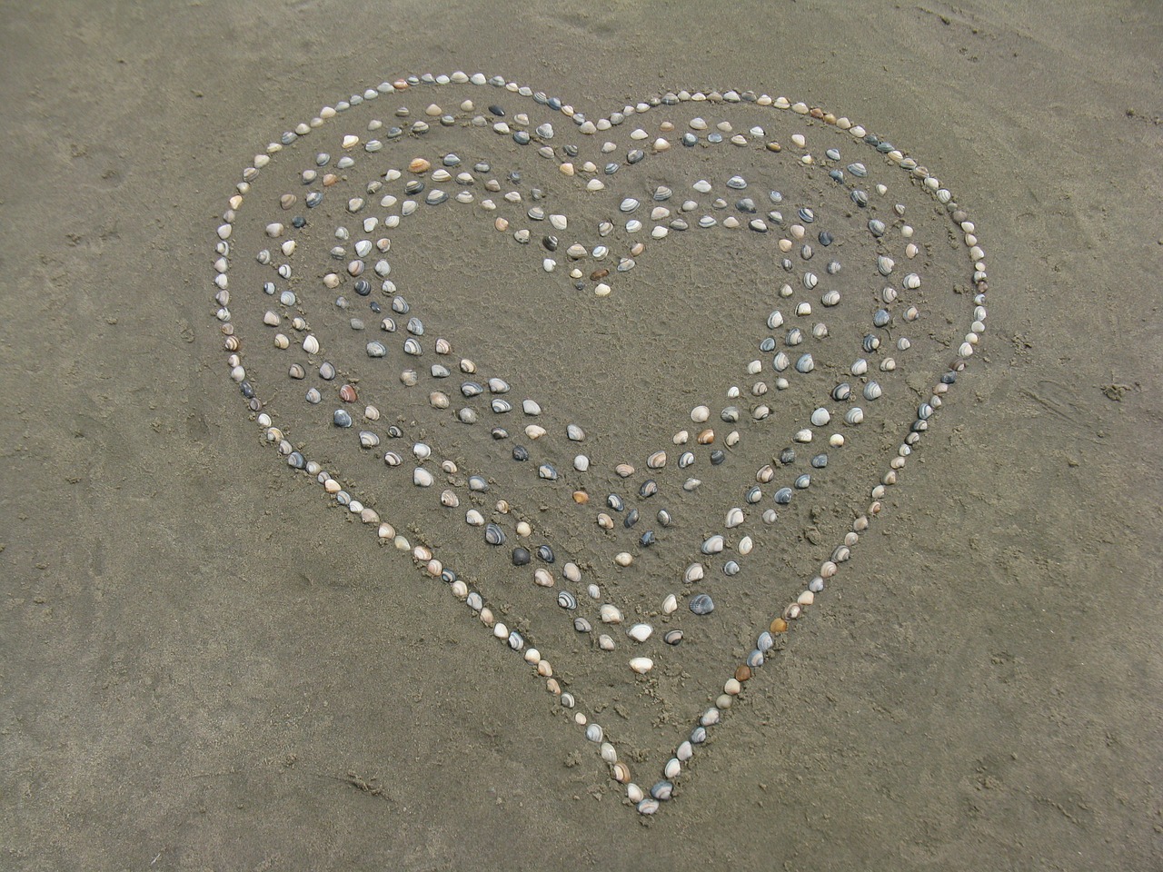 heart shell beach free photo