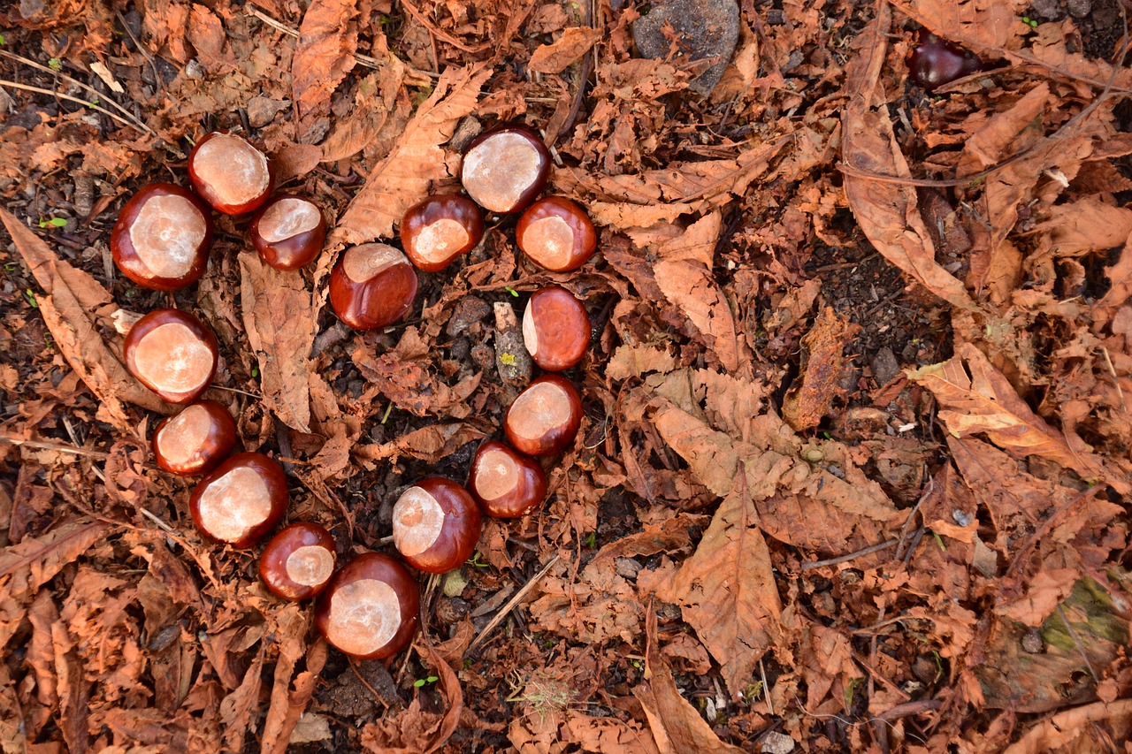 heart chestnut chestnut heart free photo