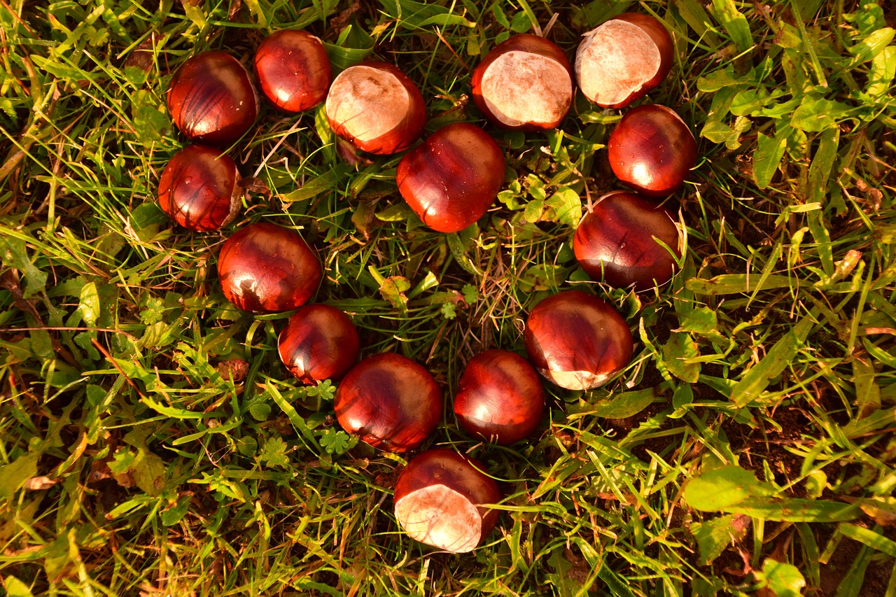 heart chestnut horse chestnut free photo