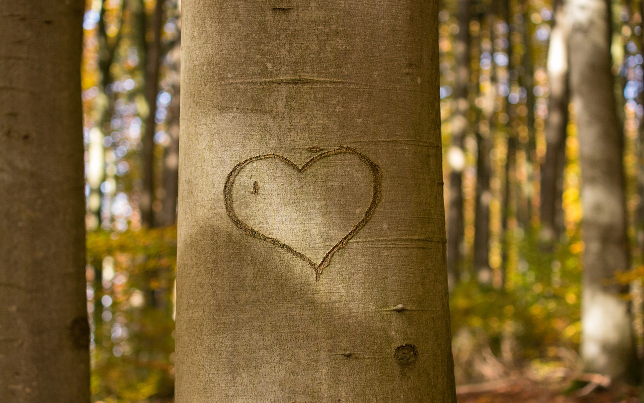 heart tree scratch free photo