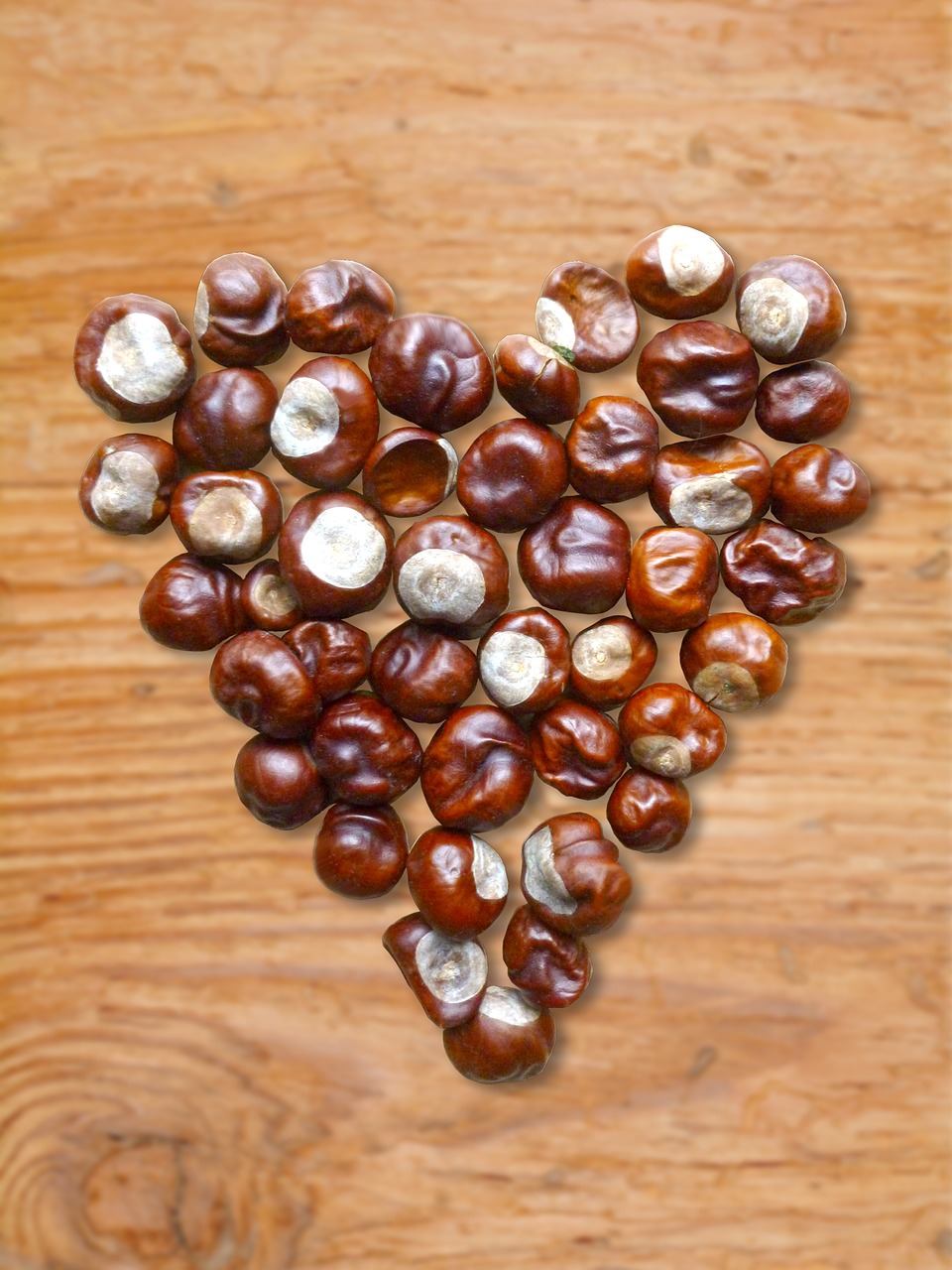 heart chestnut chestnut heart free photo