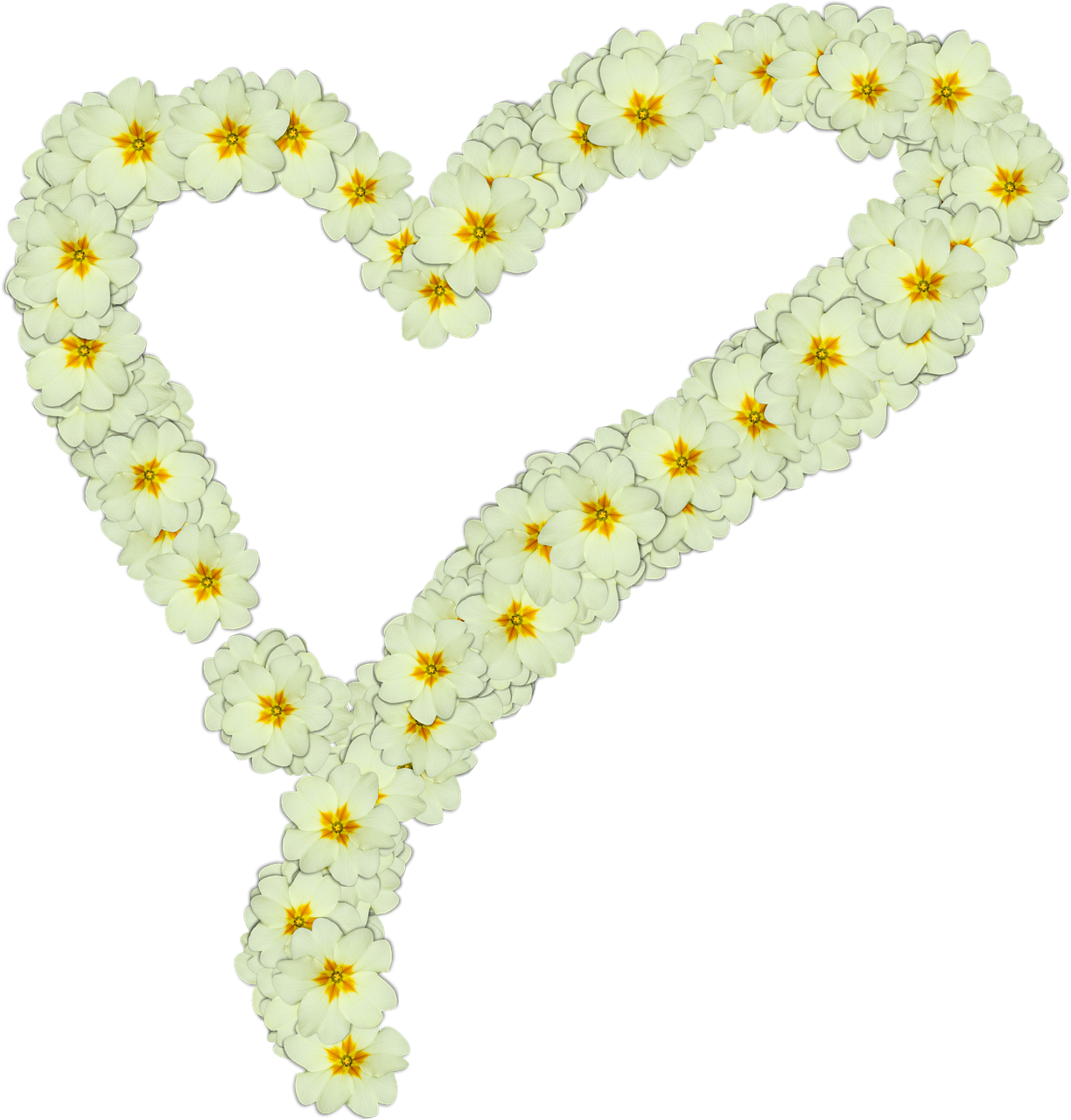 heart primroses png free photo