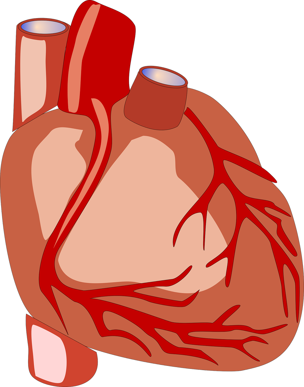 heart human heart anatomy free photo