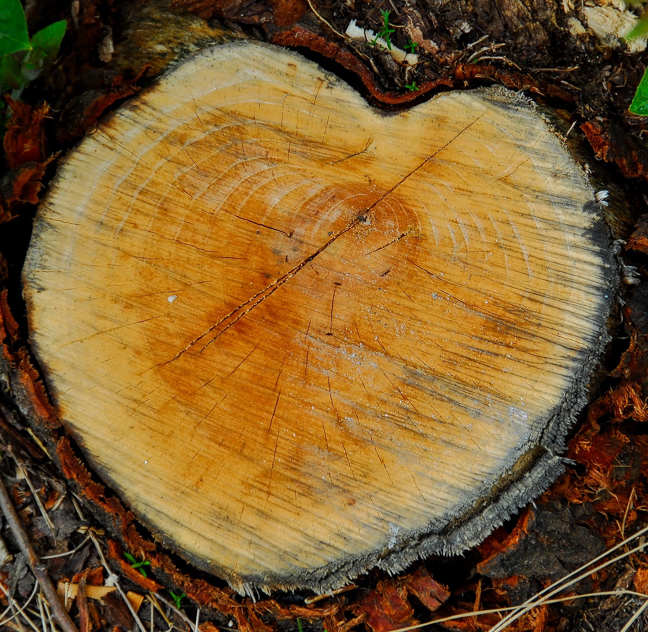 heart wood love free photo