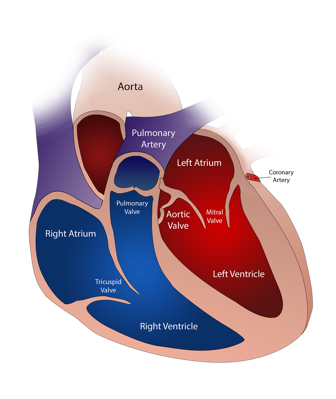 heart valve circulatory free photo