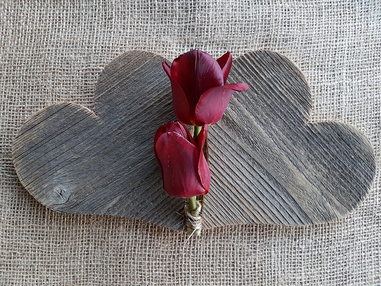 heart tulips love free photo