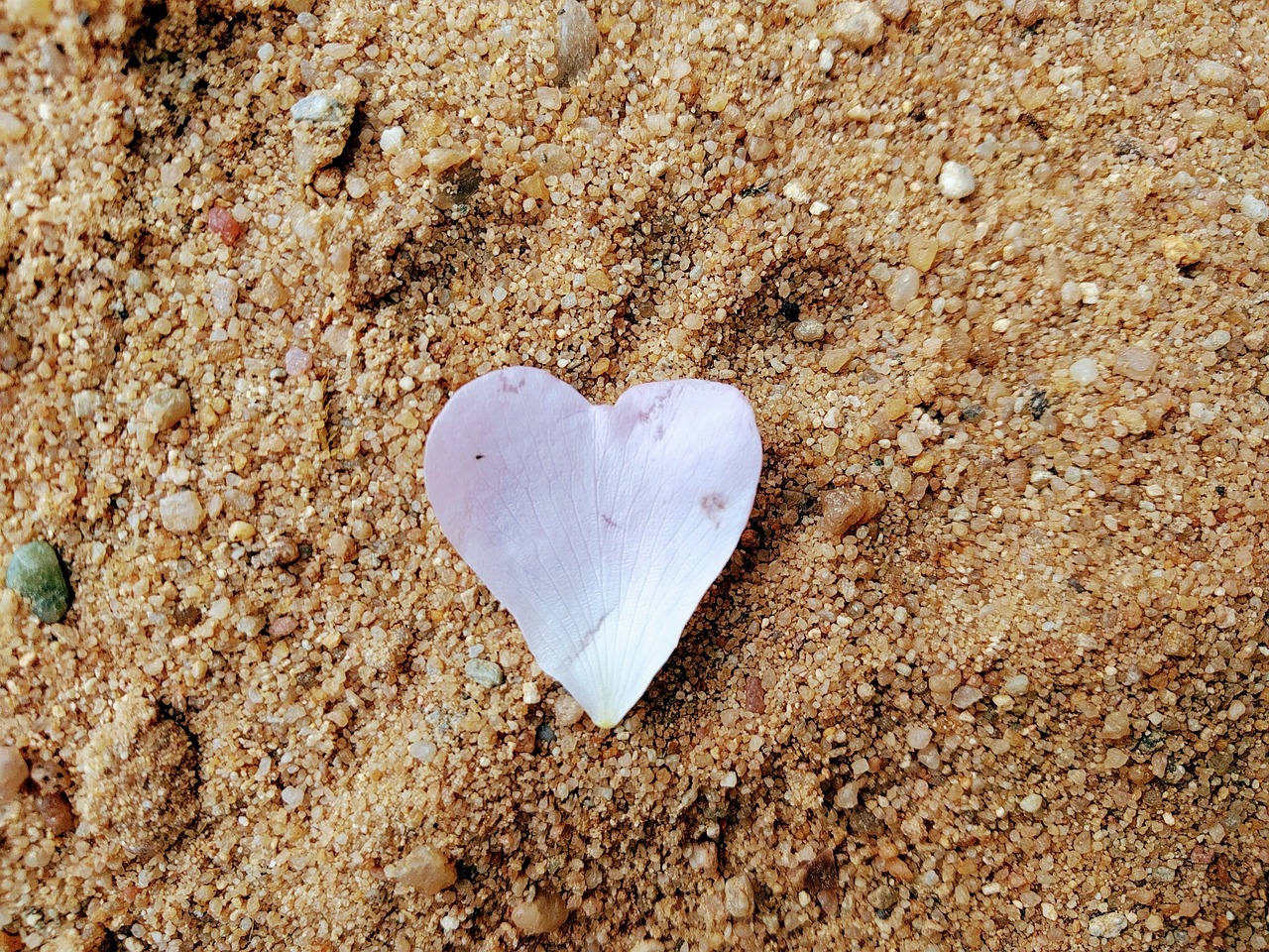 heart sand blossom free photo