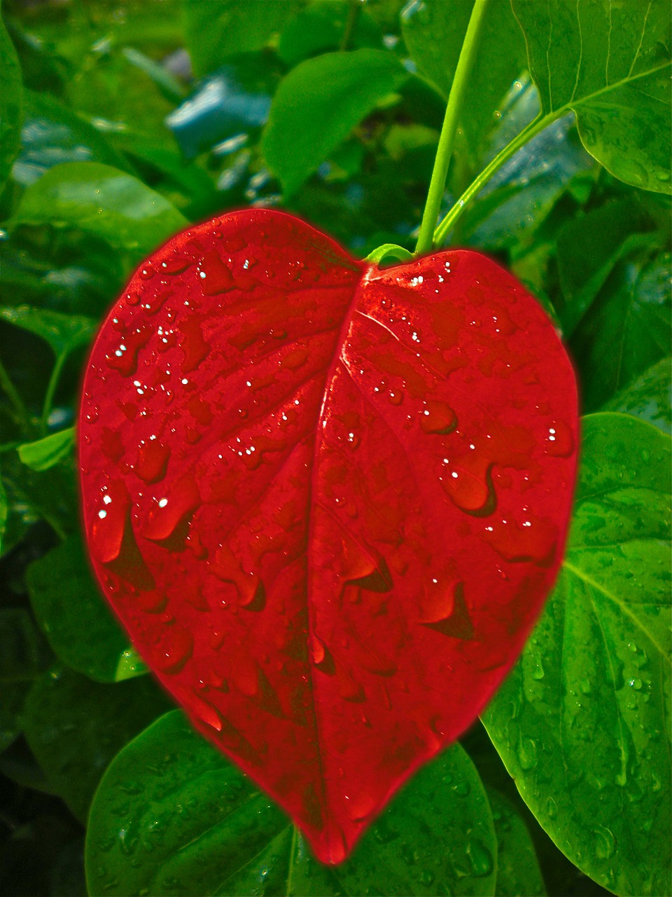 heart leaf love free photo