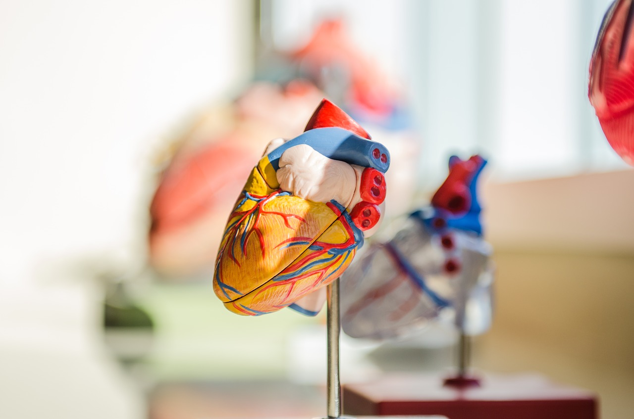 heart human anatomy free photo
