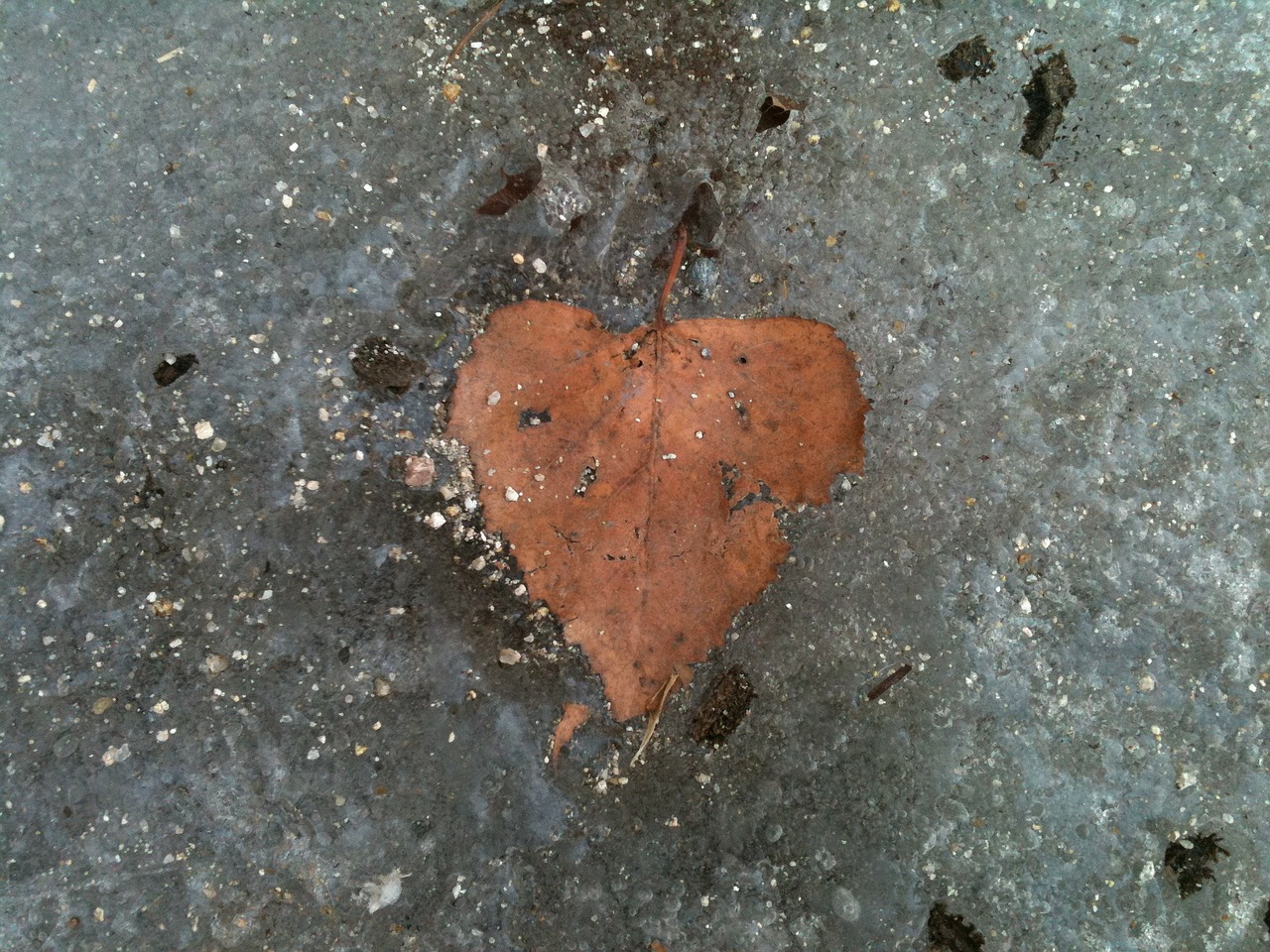 heart leaf frozen free photo