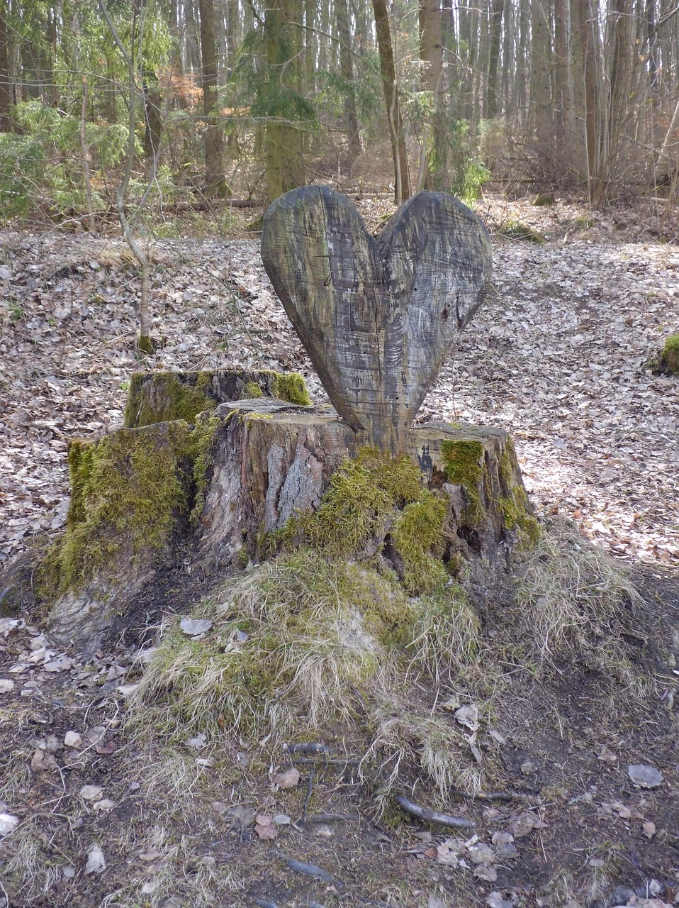 heart tree stump sawn free photo