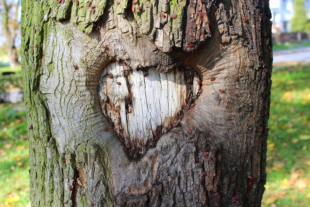 heart tree nature free photo