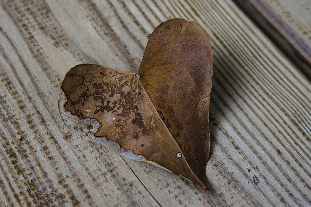 heart leaf sweetheart free photo