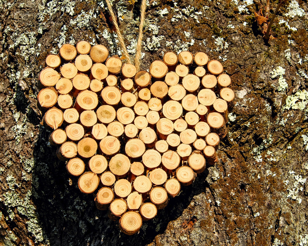 heart wood wooden structure free photo