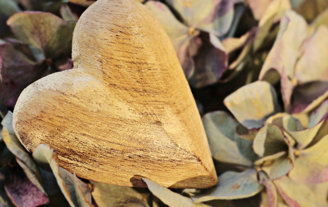 heart wooden heart hydrangea free photo