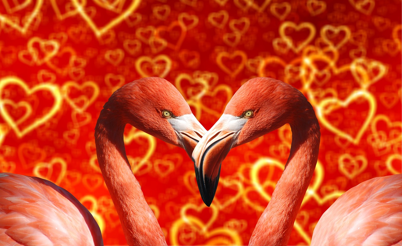 heart flamingo bill free photo