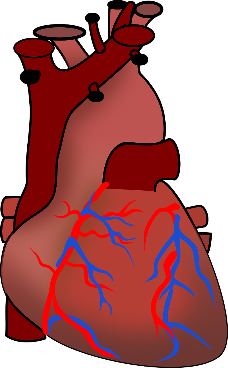 heart anatomy circulation free photo