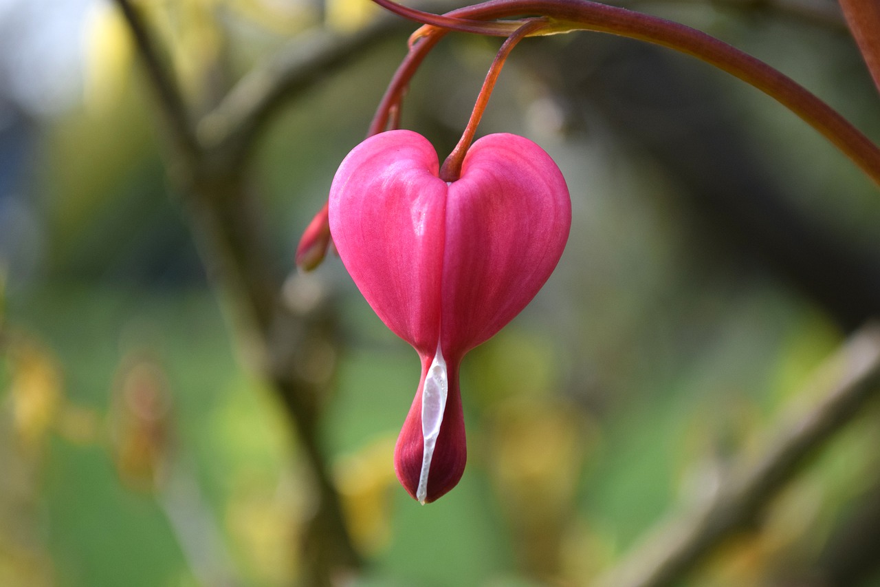 heart nature leaf free photo