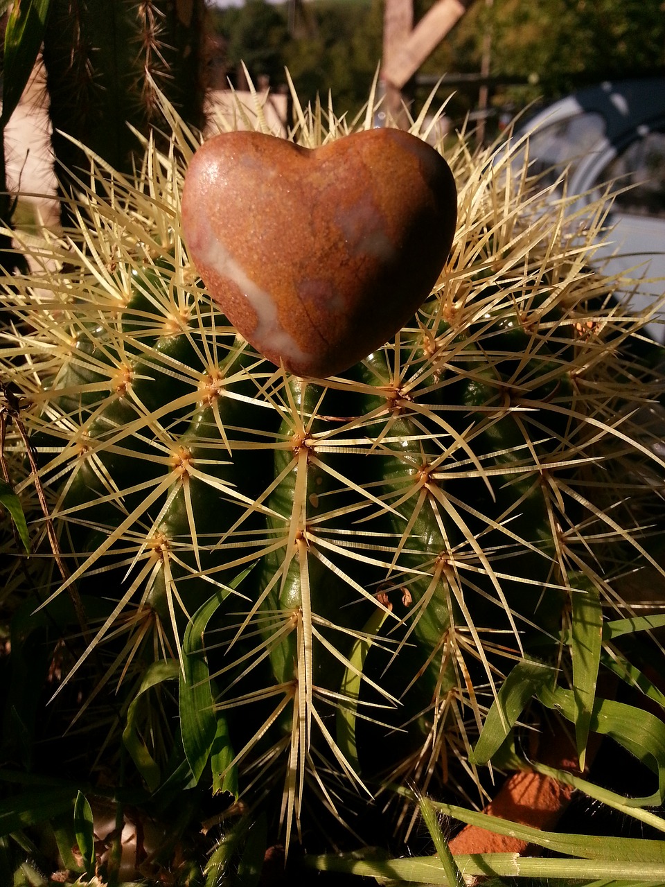 heart  cactus  love free photo