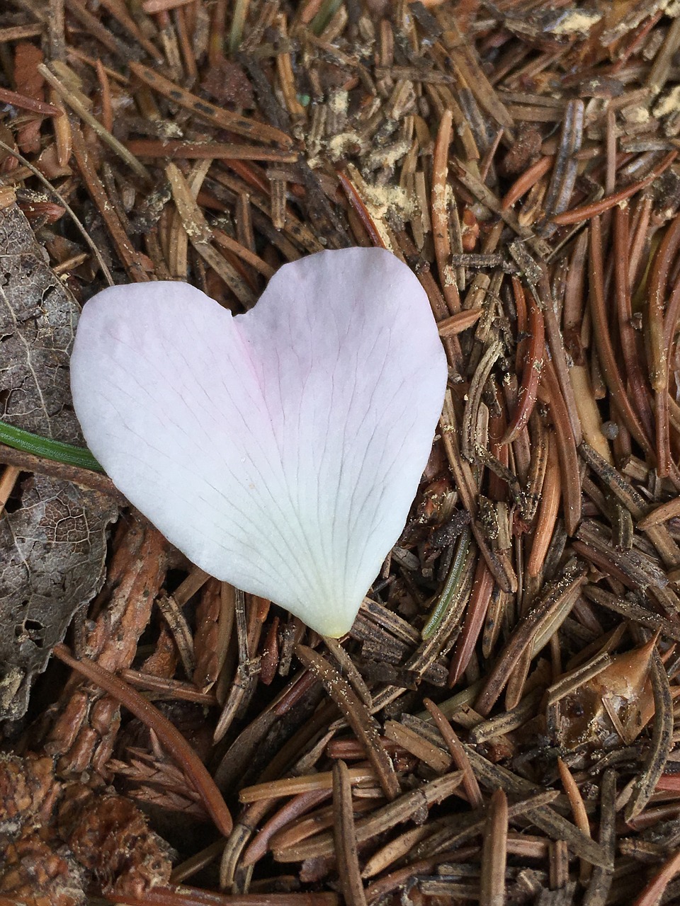 heart  petal  love free photo