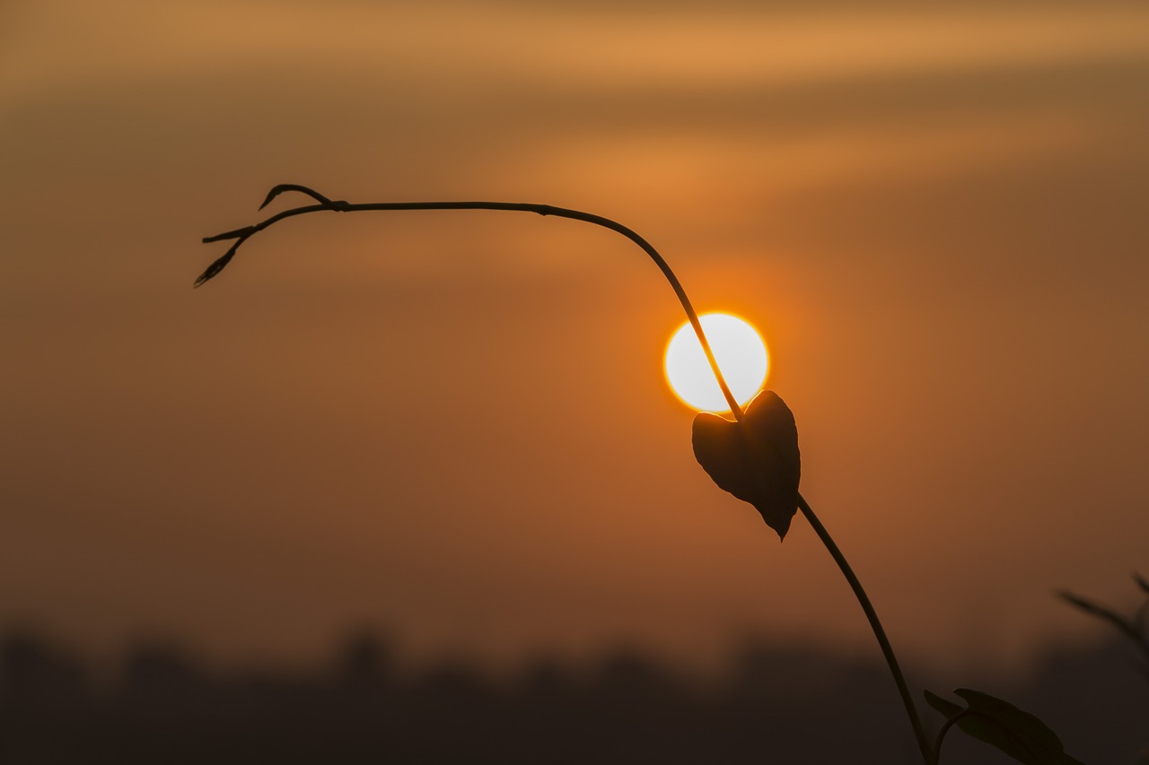 heart  sunset  leaf free photo