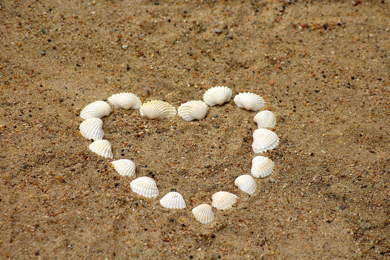 heart  shells  sand free photo