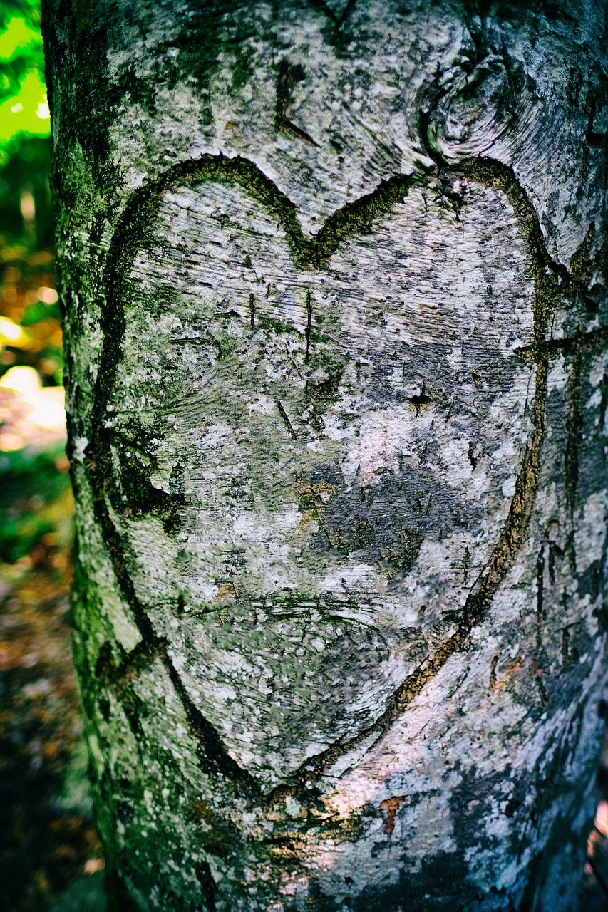 heart  love  affection free photo