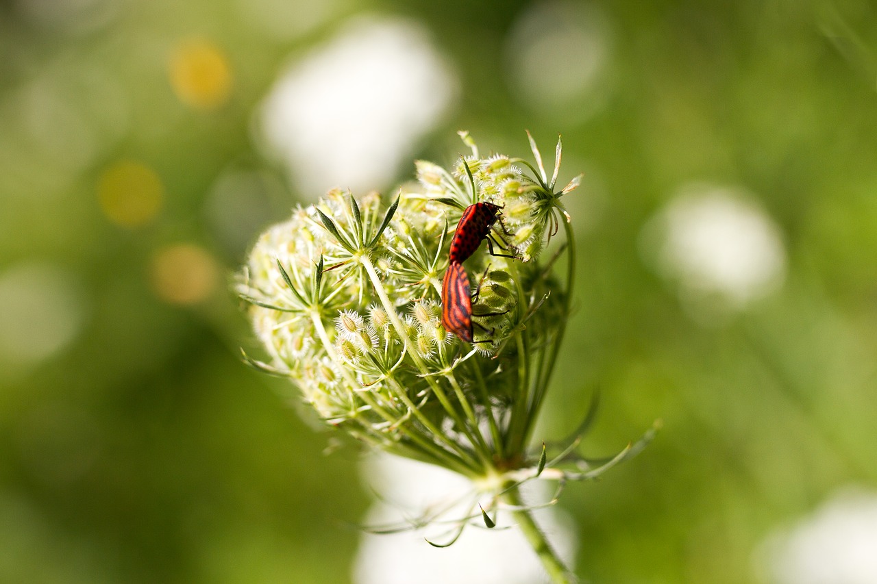 Download free photo of Heart, insects, kiss, love, spring - from ...