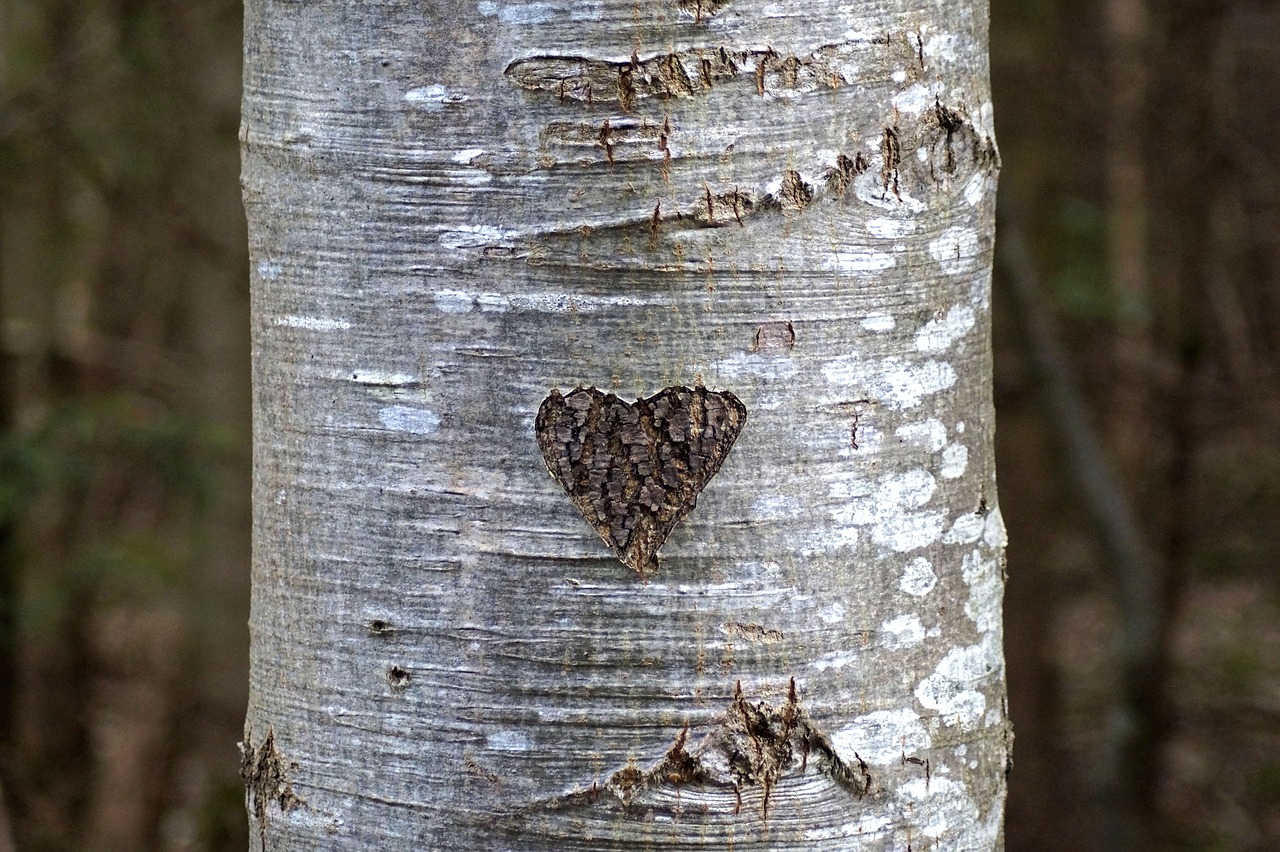 heart  tree bark  love free photo