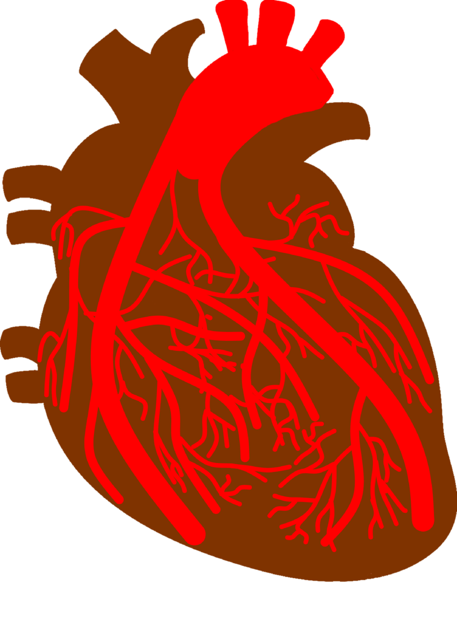 heart  coronary artery  coronary vascular free photo