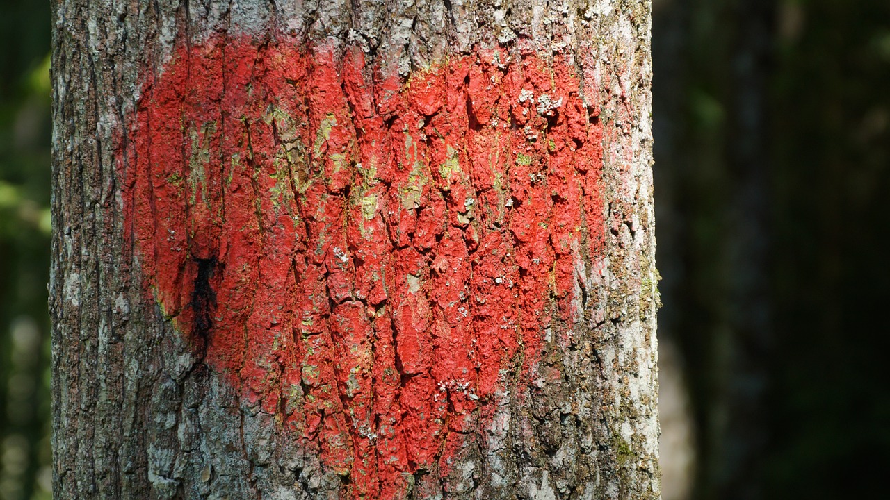 heart tree love free photo