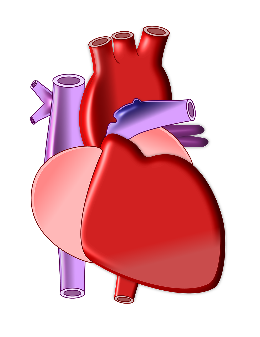 heart biology organ free photo