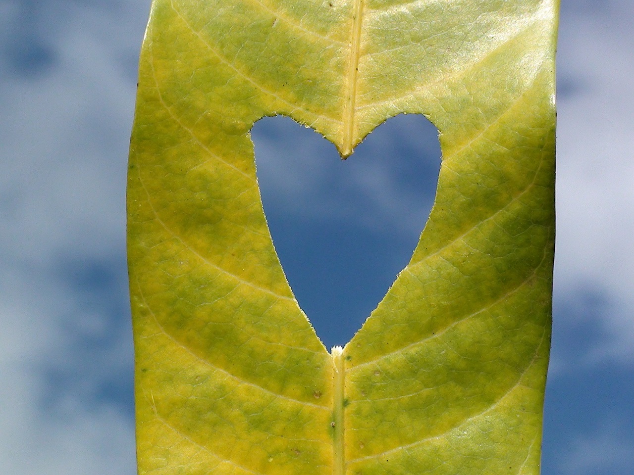 heart leaf love free photo