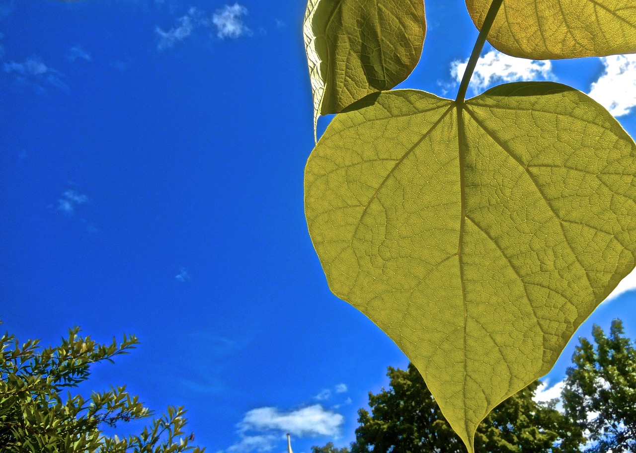 heart green leaf free photo