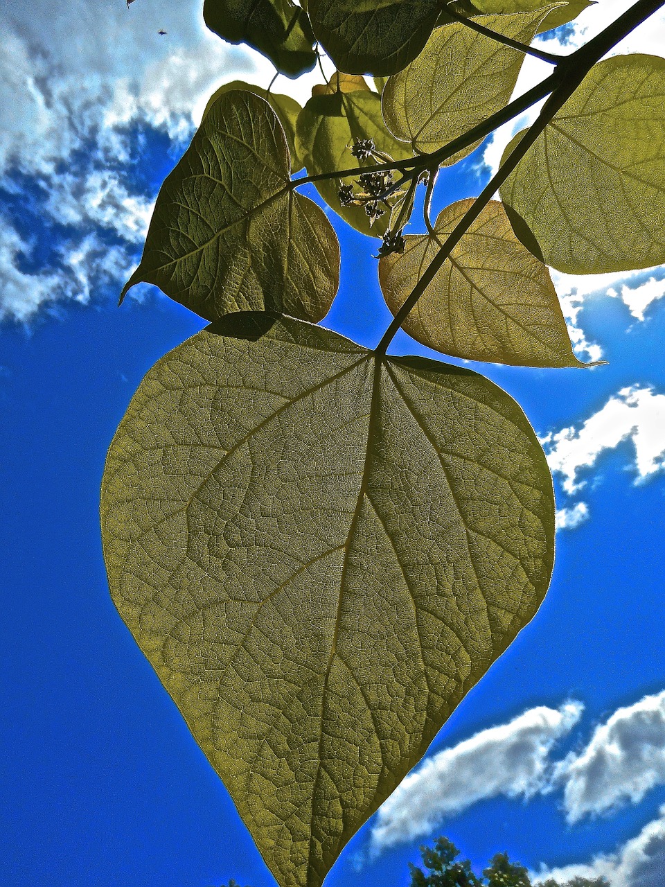 heart green leaf free photo