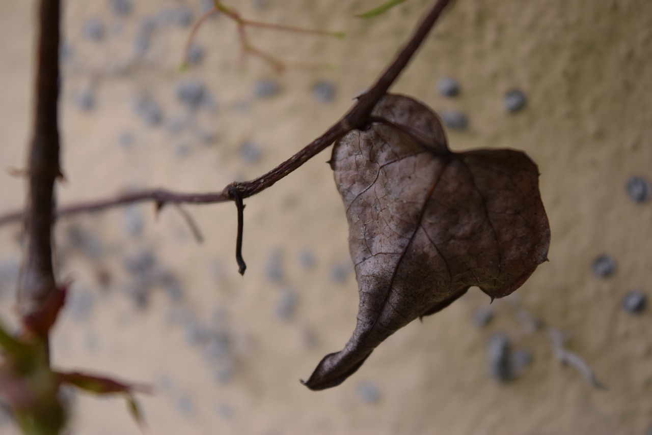 heart leaf nature free photo