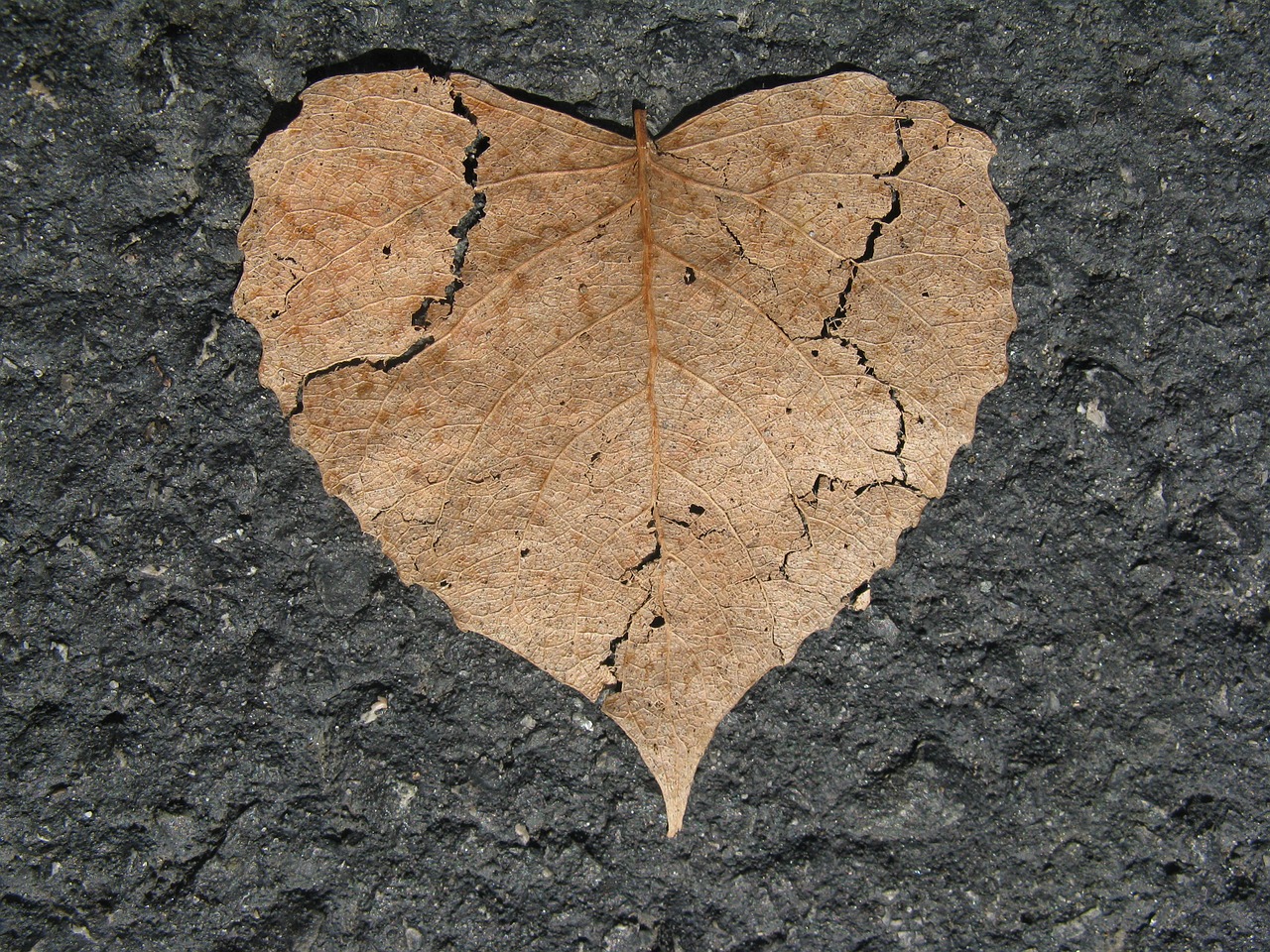 heart broken nature love free photo