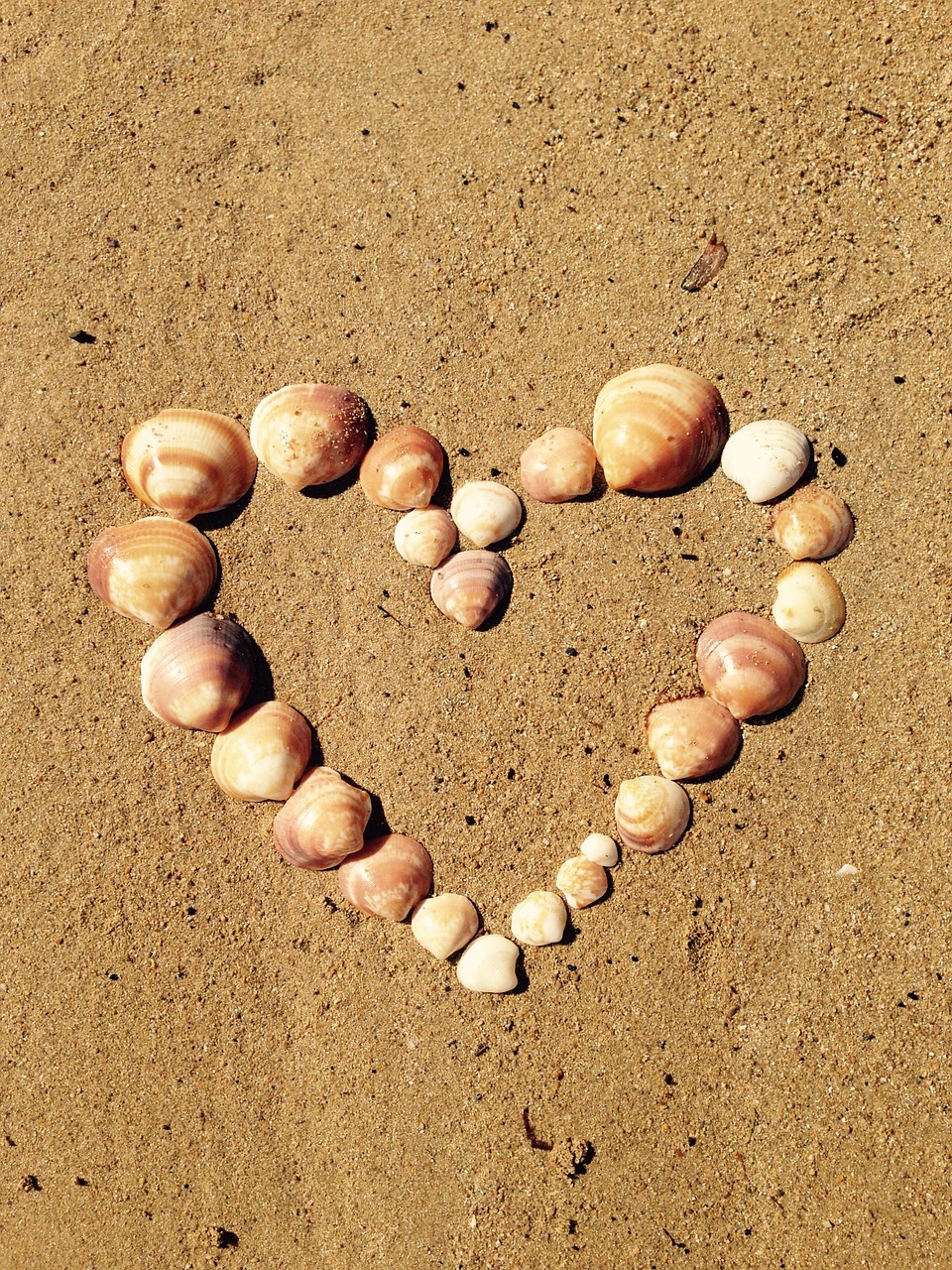 heart love shell free photo