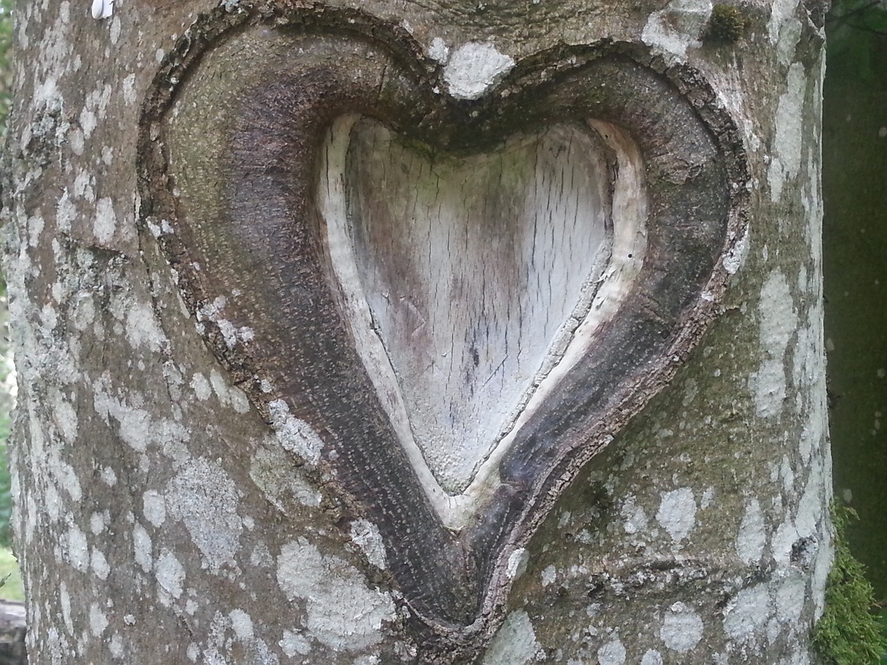 heart tree love free photo