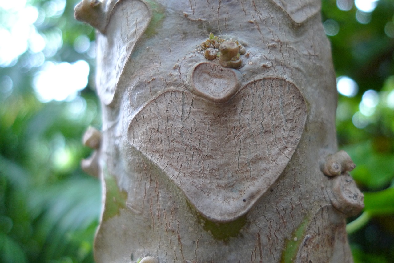 heart bark love free photo