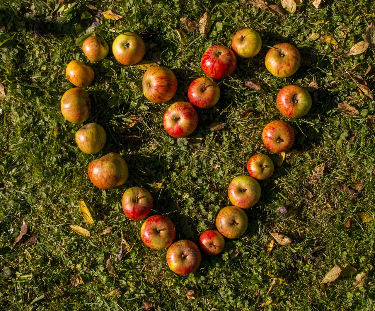 heart apple rush free photo