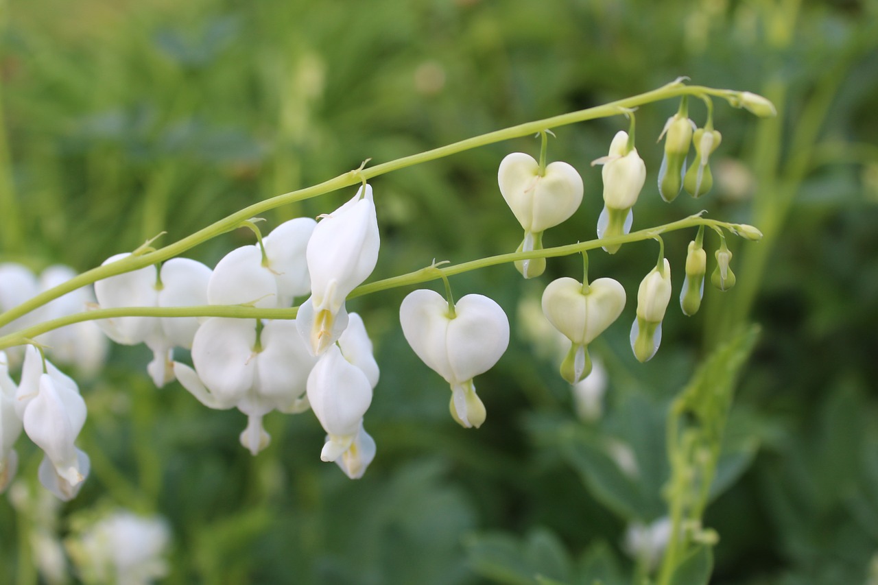 heart garden flowers free photo