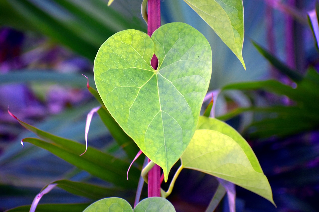 heart-leaved moonseed guduchi giloy leaf free photo