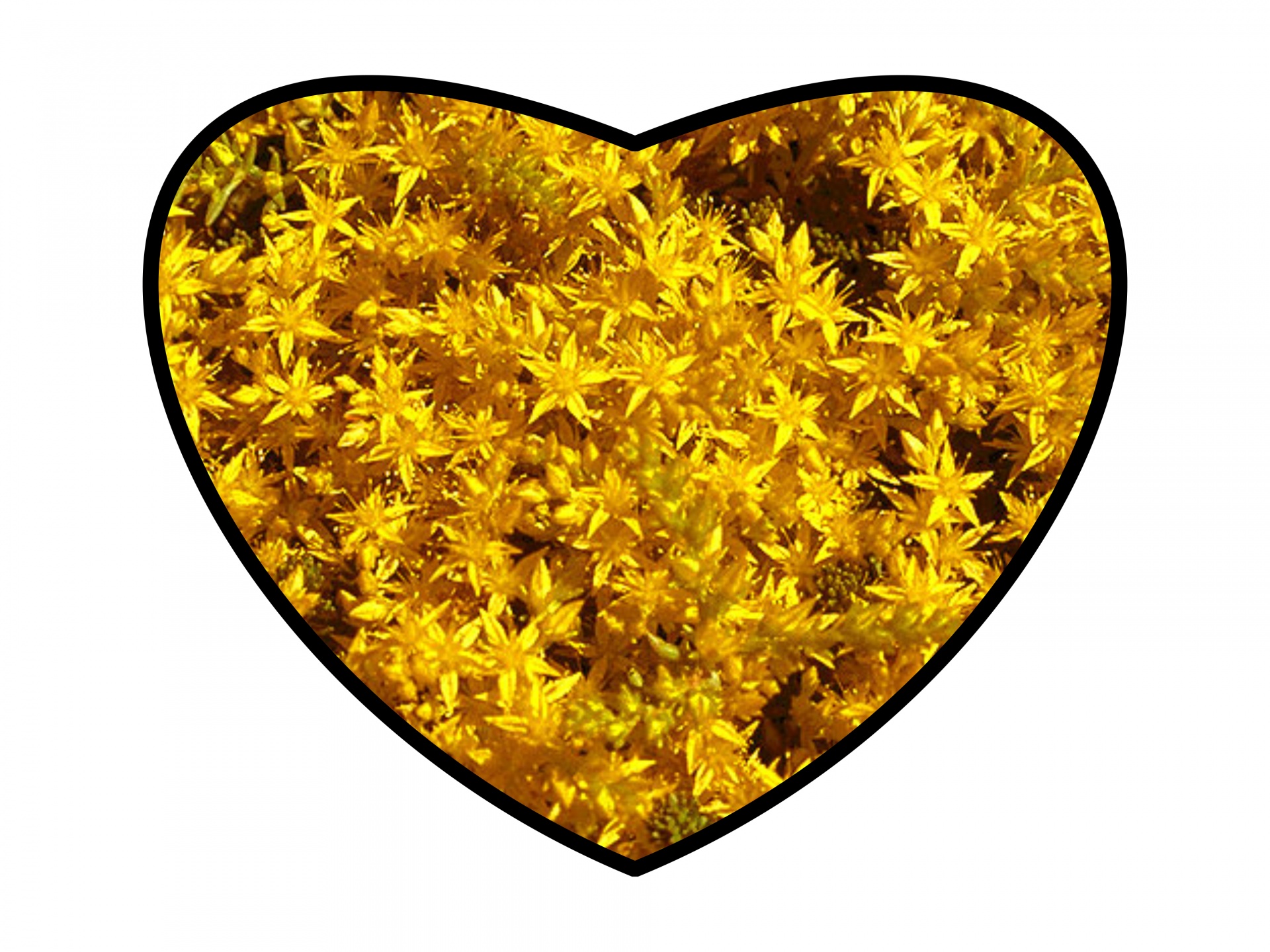 heart icon yellow free photo