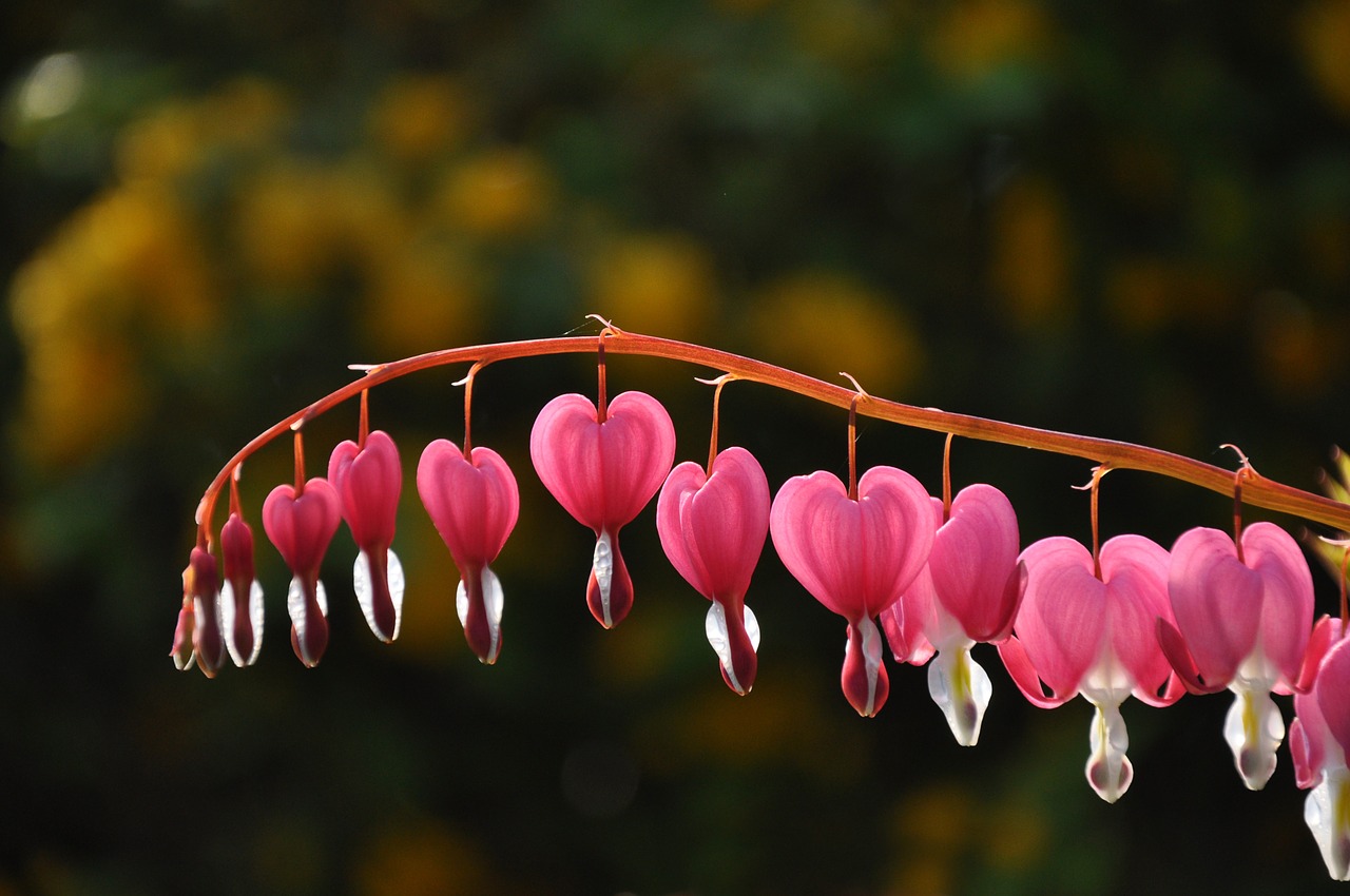 heart of mary dicentra spectabilis flower free photo