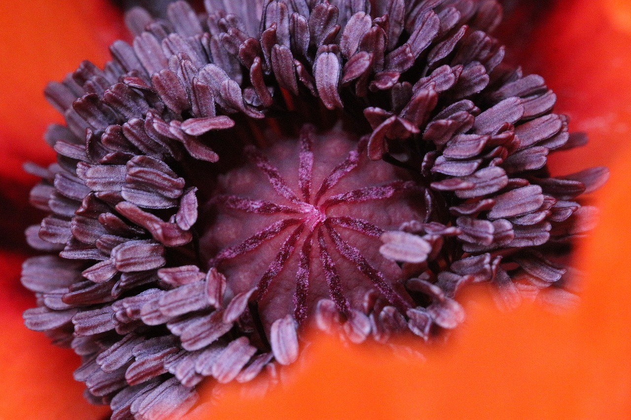 heart of poppy  macro  botany free photo
