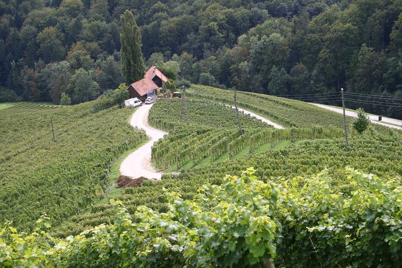 heart road  wine region  slovenia free photo