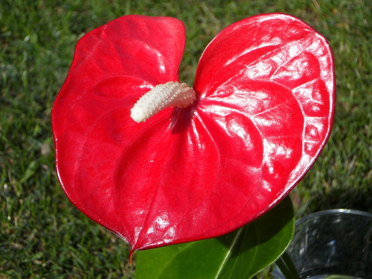 heart shape heart shaped flower free photo